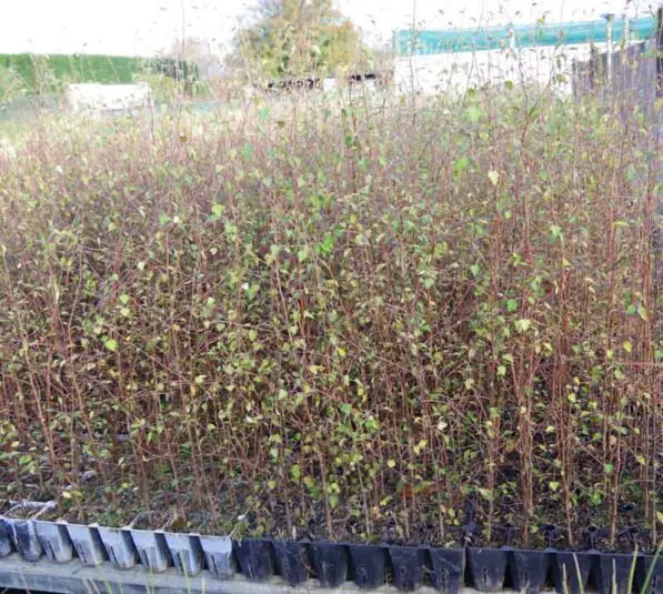 Plagianthus regius re-veg