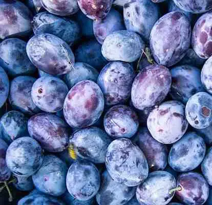 Plum 'Damson'