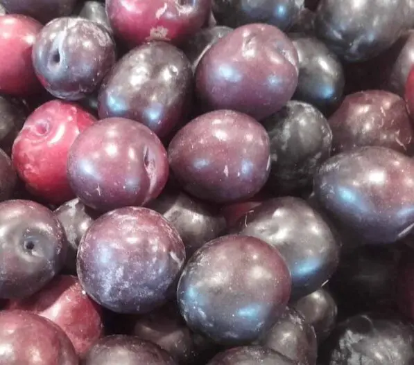 Plum 'Omega'
