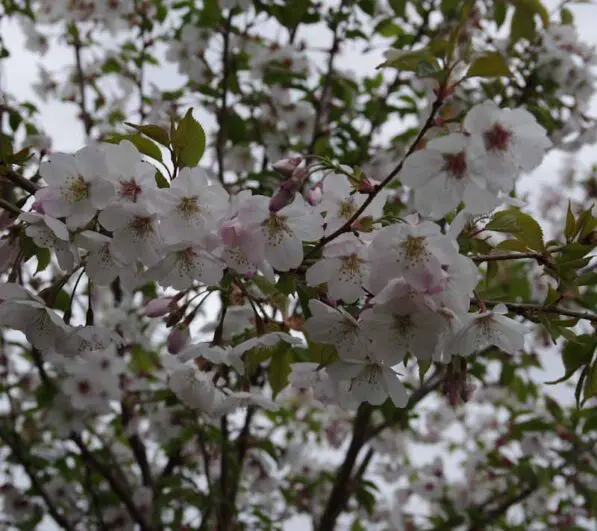 Prunus 'Mountain Haze' 150 std