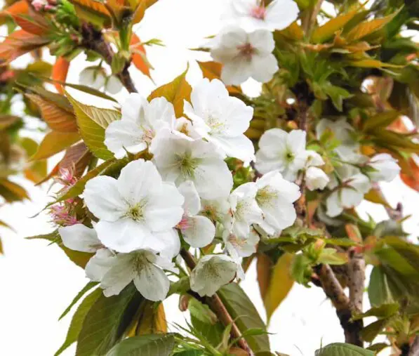 Prunus 'Tai Haku' 180 std