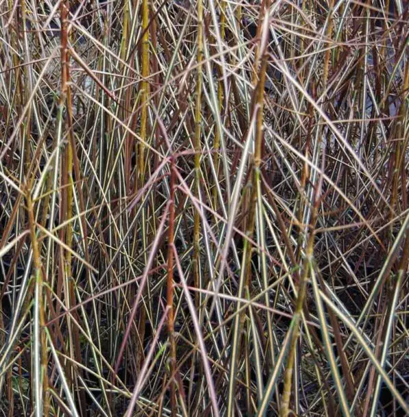 Pseudopanax crassifolius