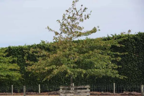 Quercus palustris