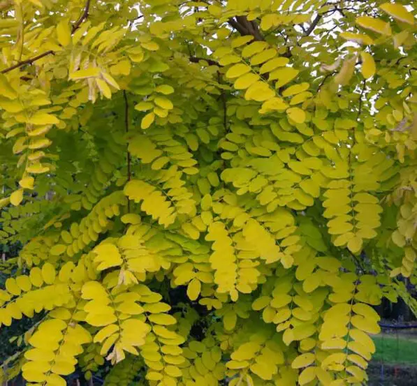 Robinia 'Frisia'