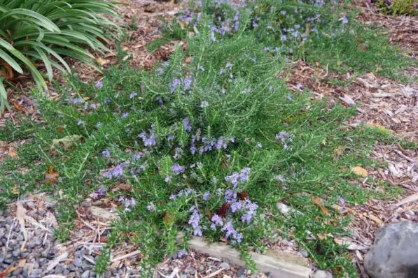 Rosmarinus 'Lockwood de Forest'