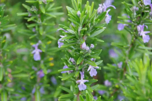 Rosmarinus 'Tuscan Blue'