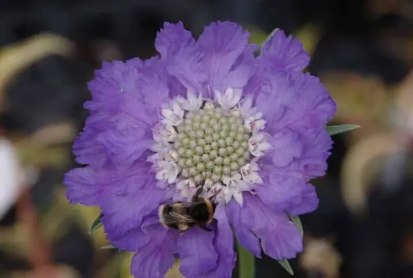 Scabiosa 'Fama Deep Blue'