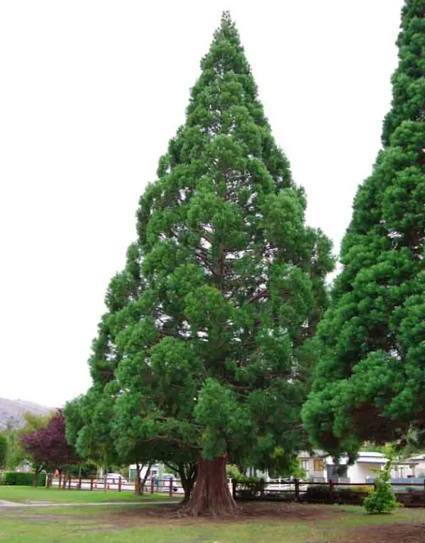Sequoiadendron giganteum