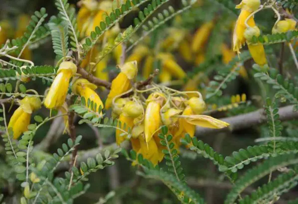 Sophora 'Dragons Gold'