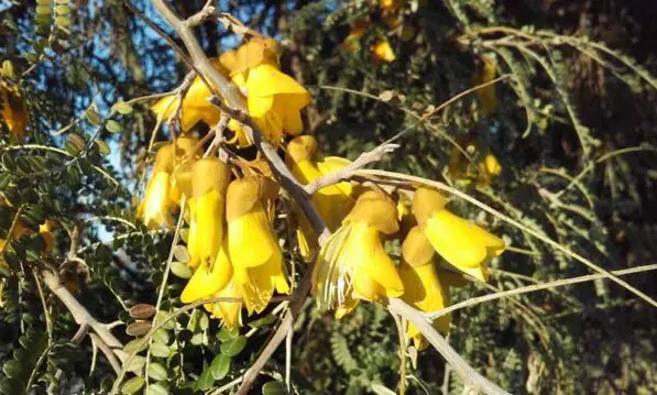 Sophora microphylla