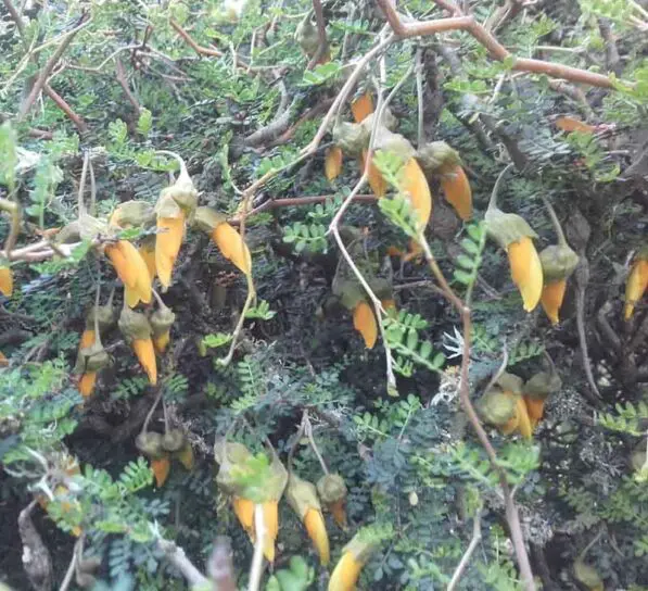 Sophora prostrata