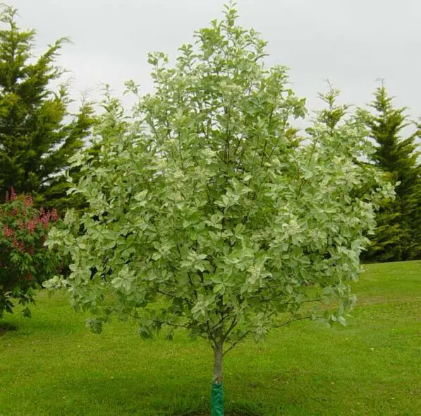 Sorbus aria 'Lutescens'