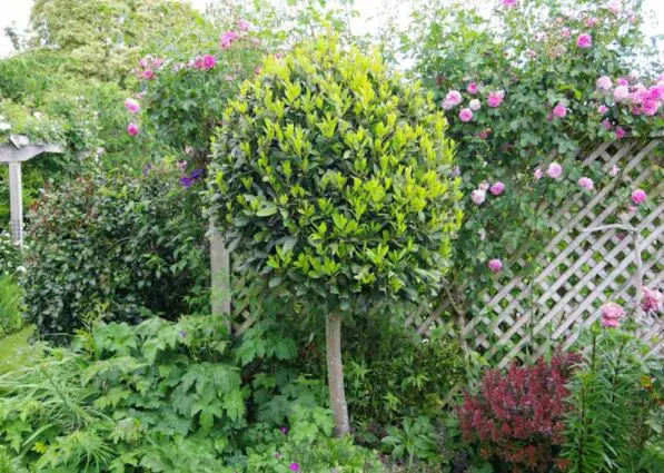 Laurus nobilis Standard