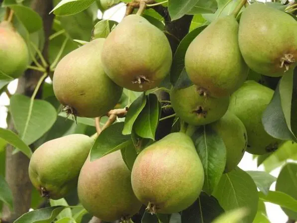 Pear 'Seckel'