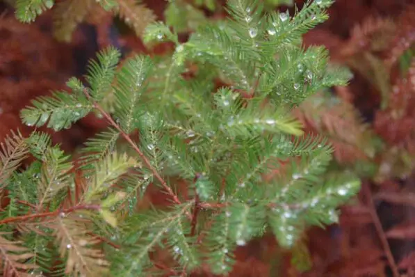 Taxodium distichum