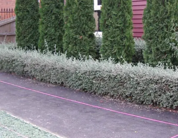 Teucrium fruticans