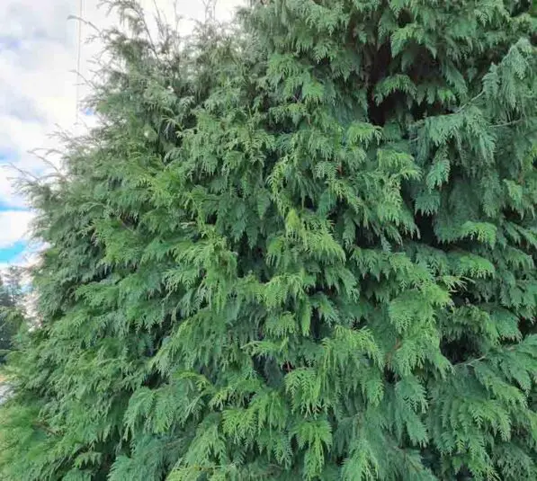 Thuja plicata