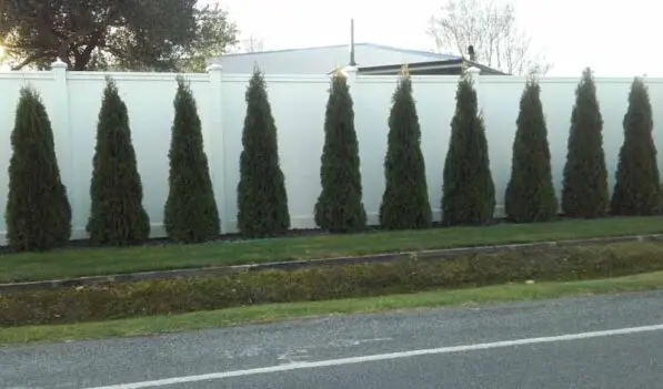 Thuja 'Smaragd'