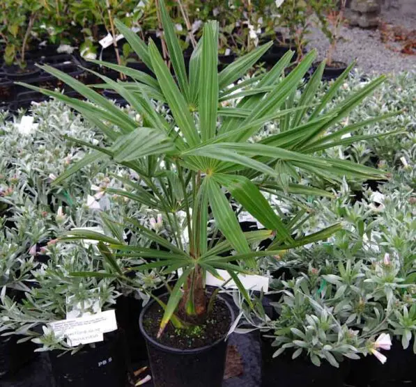 Trachycarpus fortunei