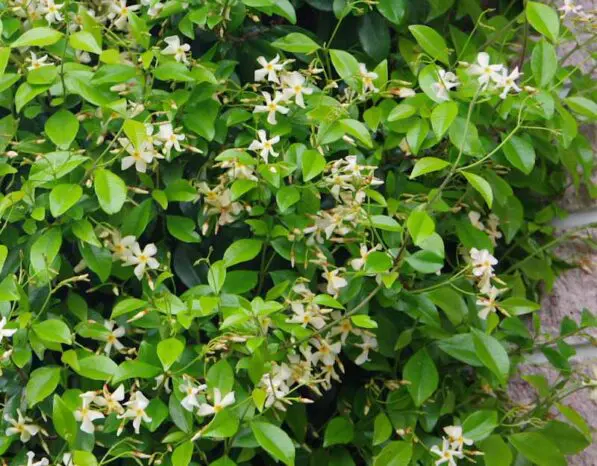 Trachelospermum asiaticum