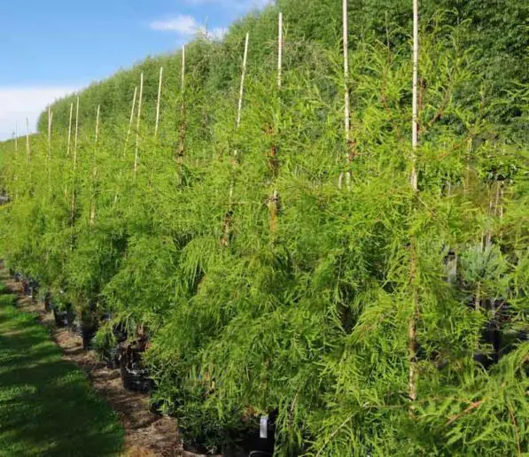 Taxodium 'McLaren Falls'