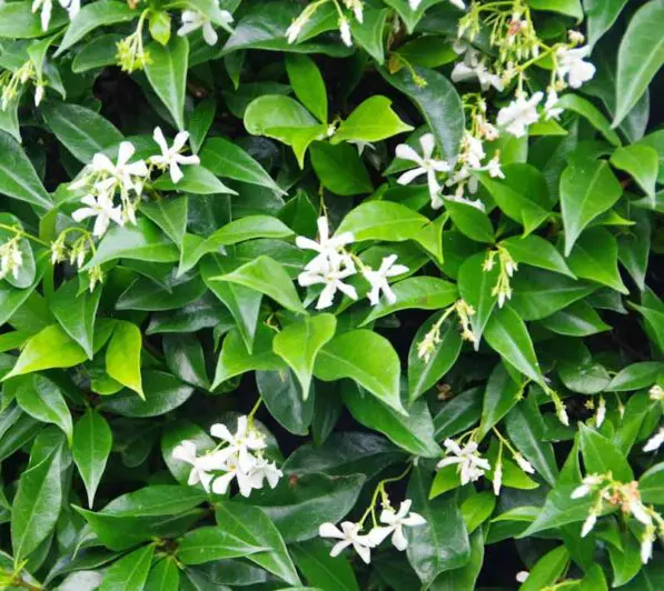 Trachelospermum jasminoides