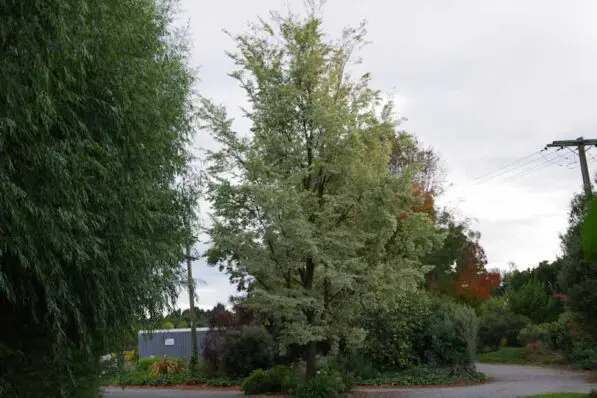 Ulmus carpinifolia 'Variegata'
