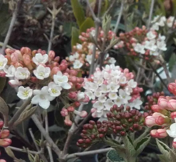 Viburnum x burkwoodii 'Anne Russell'