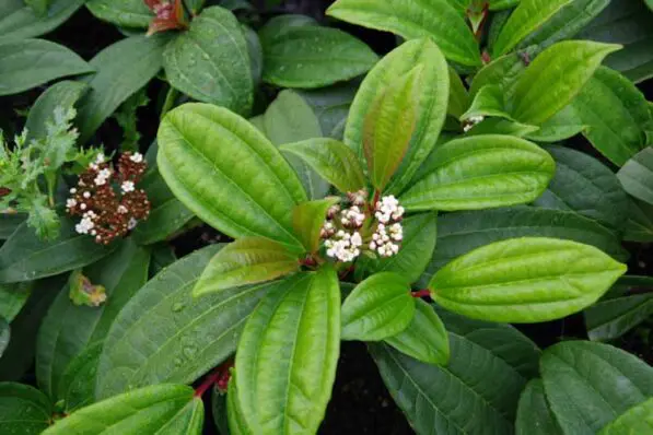 Viburnum davidii