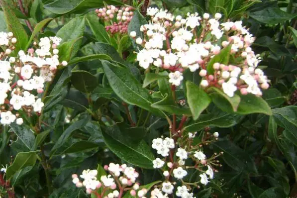 Viburnum 'Eve Price'