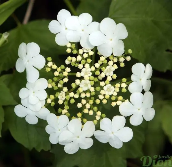 Viburnum opulus 'Compactum'