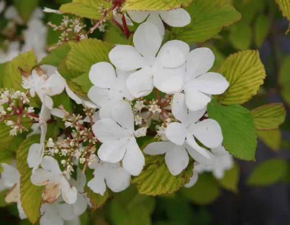 Viburnum plicatum 'Mariesii'