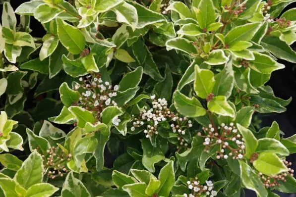 Viburnum tinus 'Variegatum'