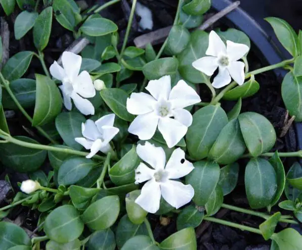 Vinca 'Gertrude Jekyll'
