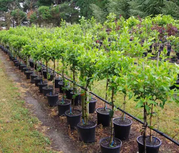 Viburnum 'Eve Price' Standard