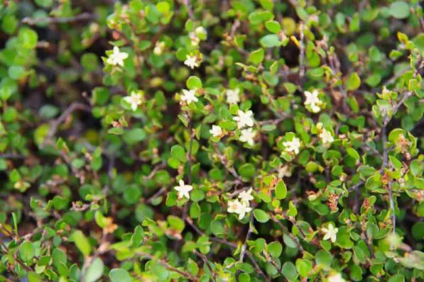 Muehlenbeckia axillaris