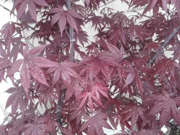 Acer palmatum 'Bloodgood'