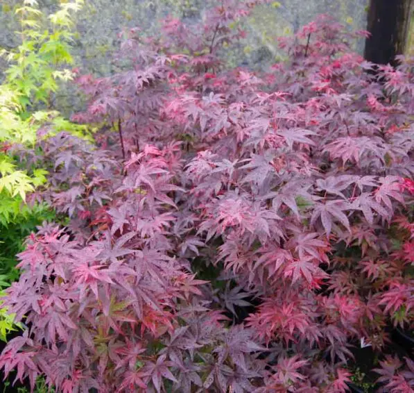 Acer palmatum 'Pixie'