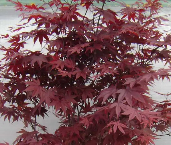 Acer 'Red Emperor'