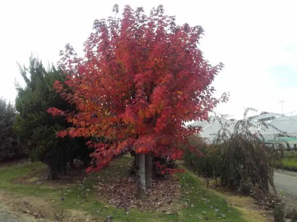 Acer rubrum 'Red Sunset'