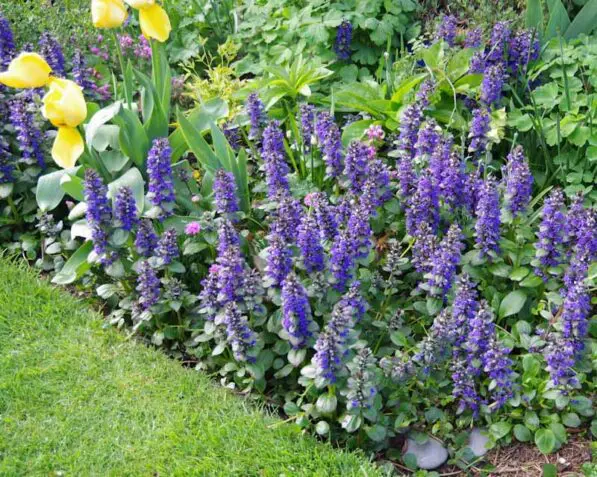 Ajuga 'Jungle Beauty'
