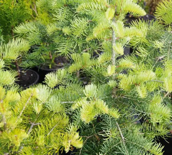 Abies concolor