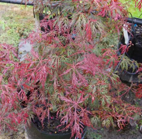 Acer dissectum 'Crimson Princess'