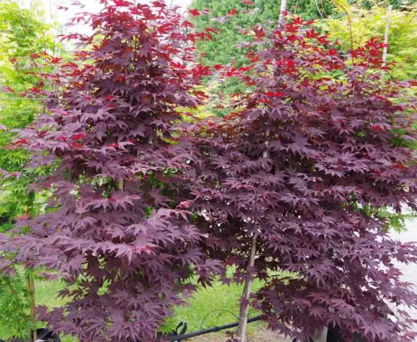 Acer palmatum 'Moonfire'