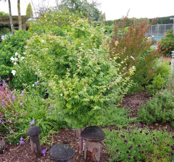 Acer palmatum 'Shidava Gold'
