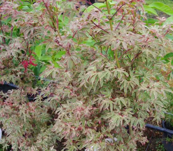 Acer palmatum 'Shirazz'