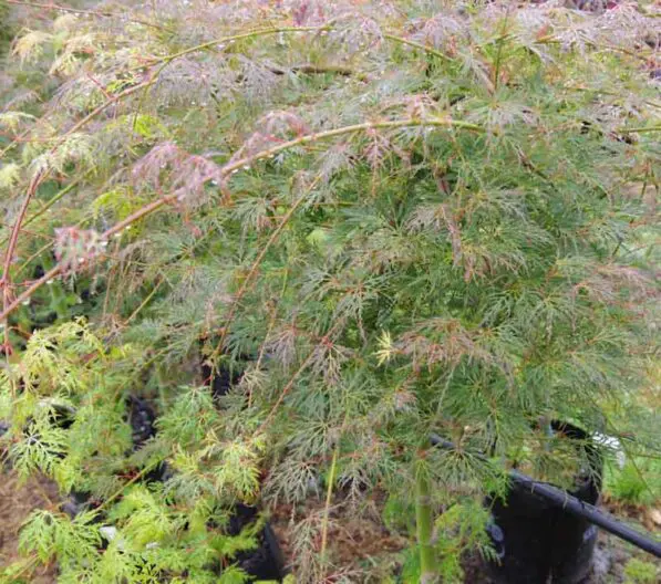 Acer 'Emerald Lace'
