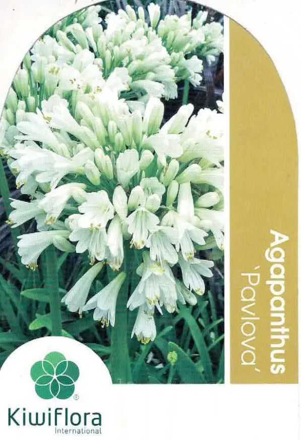 Agapanthus inapertus x 'Pavlova' PVR