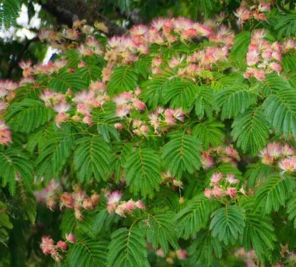 Albizia julibrissin 'Red Silk'