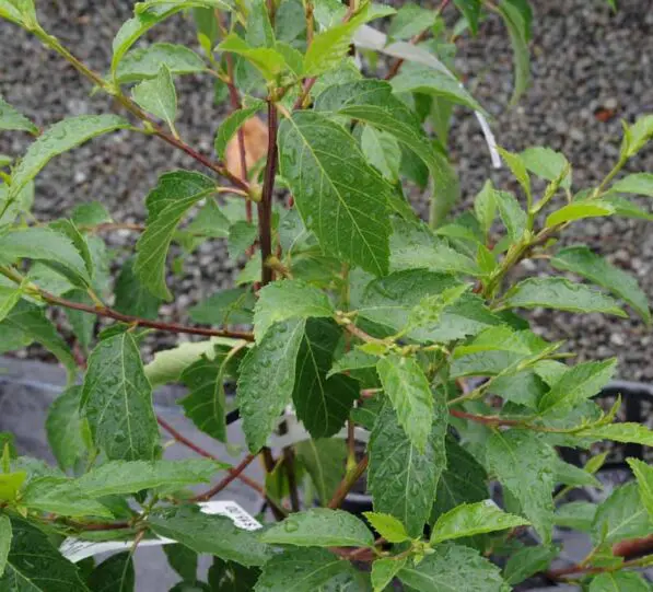 Alnus jorullensis
